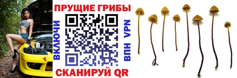 Псилоцибиновые грибы Psilocybe Анапа